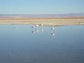 Flamencos en la laguna Chaxa del salar.