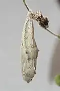 Pontia protodice, pupa