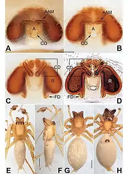 Cheiracanthium daofeng