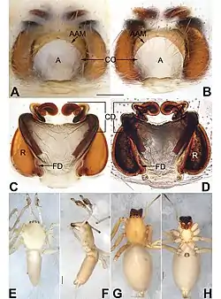 Cheiracanthium duanbi