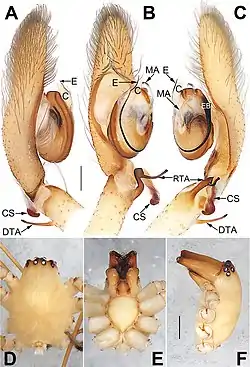 Cheiracanthium gou