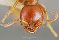 Cheliomyrmex megalonyx