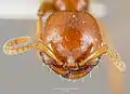 Cheliomyrmex morosus