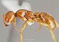 Cheliomyrmex morosus