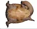 Chelodina oblonga plastral view