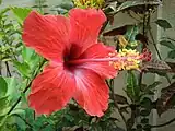 Estambres monadelfos en malváceas (en la foto la rosa china, Hibiscus rosa-sinensis). Las 5 cabezuelas coloradas son los estigmas del gineceo que atravesó el tubo estaminal.