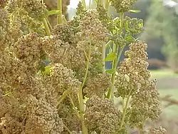 Chenopodium quinoaQuinua