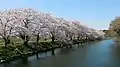 Floración de los cerezos del parque Fukuoka Zeki.