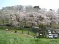 Cerezos en flor en Akayu.