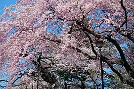 Árbol de Sakura (cerezo japonés) de color rosado claro