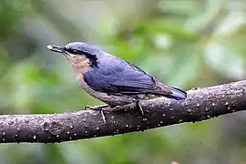 Trepador de las Naga (S. nagaensis)