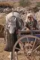 Un caballo con una cebadera durante la cosecha en Capadocia, Turquía