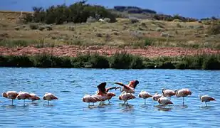 Ejemplares de flamenco austral (Phoenicopterus chilensis).