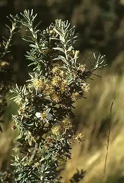 Chiliotrichum diffusum