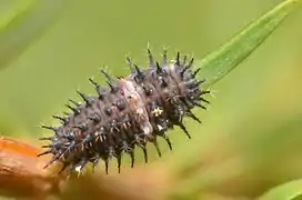 Larva de Chilocorus bipustulatus.