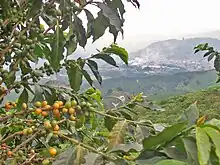 Plantación de café en chinchiná