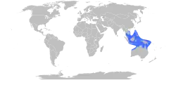 Distribución de Chironex fleckeri