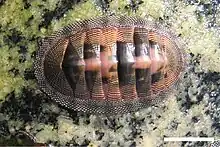 Chiton