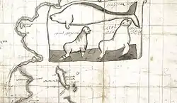 El Mar de Okhosk con la Península de Kamchatka a la izquierda y la Isla de Bering cerca del fondo. Sobre la isla de Bering y a la derecha de Rusia hay ilustraciones de la vaca marina de Steller y el león marino de Steller. El cuerpo de la vaca marina es alargado. En el extremo izquierdo está la cabeza que es un poco más pequeña que el cuerpo, con un ojo pequeño con párpados. Justo detrás de la cabeza, en la parte inferior, hay un brazo que se dobla hacia la cola. La cola está dibujada de lado como la de un pez para mostrar el nudo, y la mitad superior de la cola está sombreada más oscura que la mitad inferior. Para el león marino, el extremo posterior es paralelo al suelo y el extremo frontal es perpendicular al suelo. Las orejas son delgadas y largas. Tienen un cuello grueso y una cara destrozada con la nariz prominente. La aleta delantera tiene la forma de un delfín y está dibujada perpendicular al suelo, doblándose hacia la parte trasera. La aleta trasera es rectangular con cuatro ranuras paralelas entre sí.