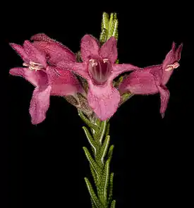 Chloanthes (Chloanthes cocinea)