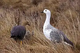 Macho y hembra de cauquenes (Cloephaga picta)