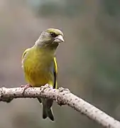 Verderón europeo (Chloris chloris)