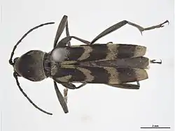 Chlorophorus diadema