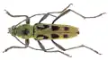 Chlorophorus simillimus