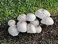 Chlorophyllum molybdites, Escobar, Provincia de Buenos Aires, Argentina