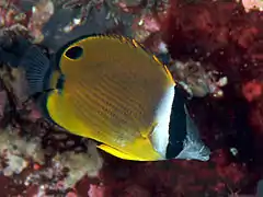 Chaetodon auripes