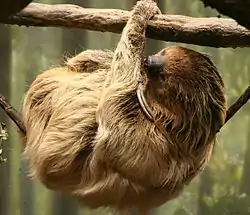 Perezoso de dos dedos colgado en un árbol del Zoológico de Búfalo .