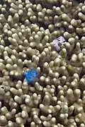 Porites attenuata