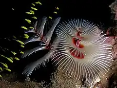 S. giganteus en Timor Este