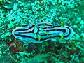 Chromodoris boucheti