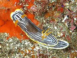 Chromodoris burni