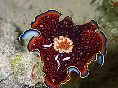 Goniobranchus charlottae