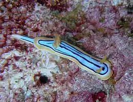 Chromodoris elisabethina