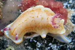 Chromodoris grahami