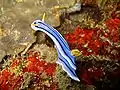 Chromodoris lochi