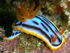 Chromodoris magnifica