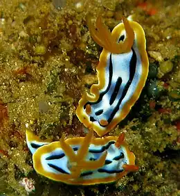 Chromodoris strigata