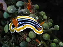 Chromodoris quadricolor