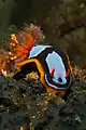 Chromodoris westraliensis