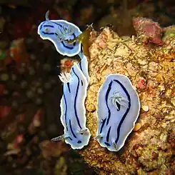 Chromodoris willani