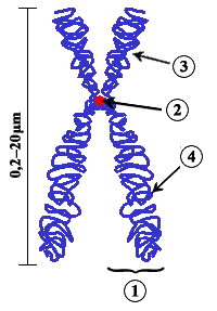 Diagrama de un cromosoma eucariótico duplicado y c Centrómero, el lugar del cromosoma en el cual ambas cromátidas se tocan. (3) Brazo corto. (4) Brazo largo.