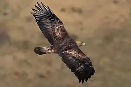 Águila real (Aquila chrysaetos)