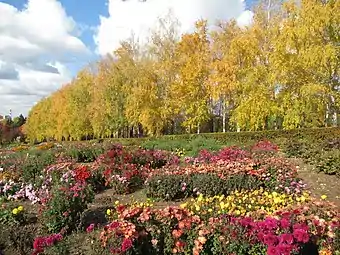 Colección de Chrysanthemum en_Ufa.