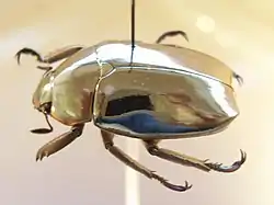 Chrysina sp.