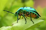 The lychee shield bug perched on a leaf