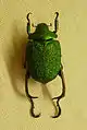 Chrysophora chrysochlora